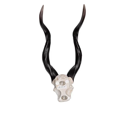 Design Toscano Kudu African Wall Trophy - Image 6