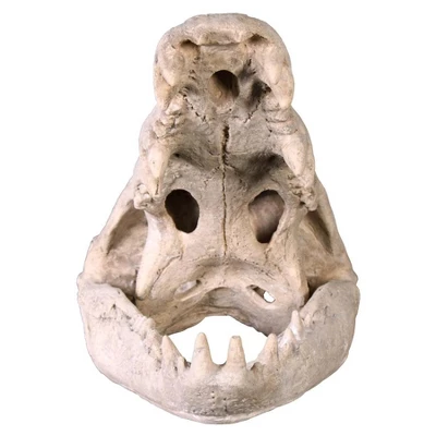 Design Toscano Crocodile Skull Sculptural Artifact - Image 4
